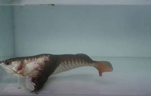 Choáng váng xem cảnh “rồng hai đầu” săn mồi