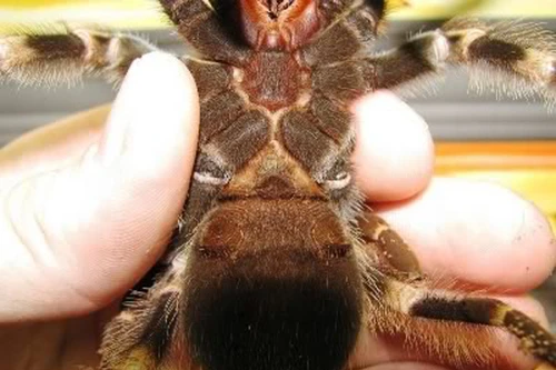 Rợn người với thú cưng của “teen” Hà Nội (Phần 1)