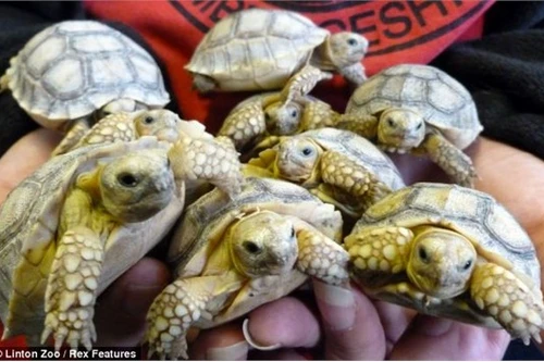 Rùa siêu "mắn" sinh hạ...45 con