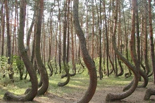 Bí ẩn rừng thông cong hình chữ J