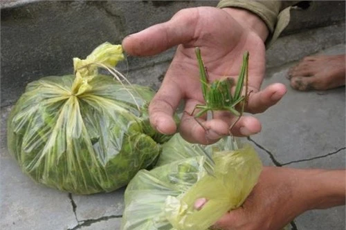 Làng nghiện ăn "tôm bay"