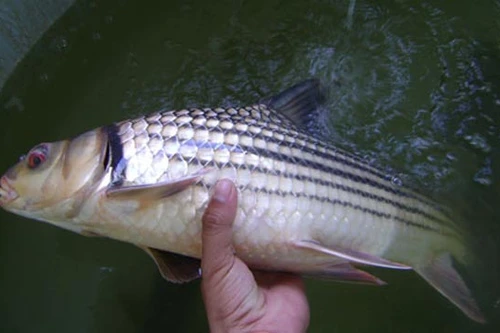 Giải cứu loài cá bí ẩn trên dòng Mê Kông