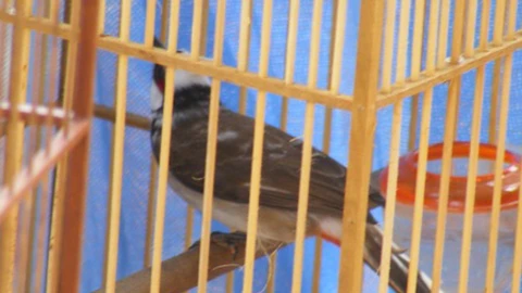 Rao bán chim chào mào lạ giá 100 triệu đồng