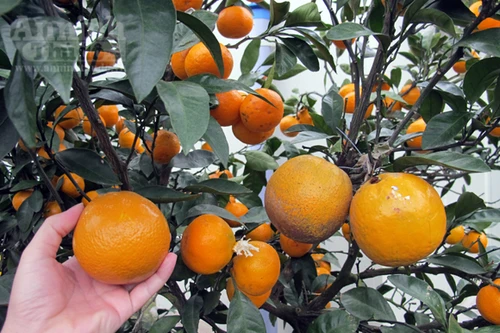 Ngỡ ngàng lạc vào vườn quýt “khủng”