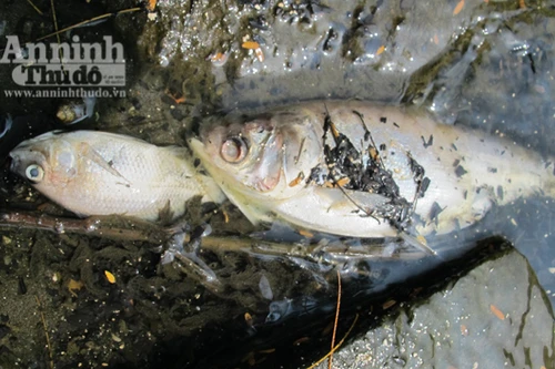 Cá chết bốc mùi thối khẳm ở hồ Trúc Bạch