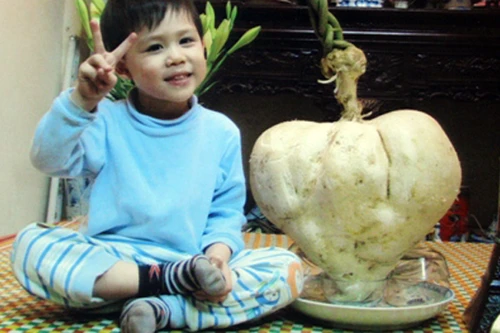 Chuyện lạ có thật: Củ đậu hình trái tim nặng gần 14kg ở Hà Nội