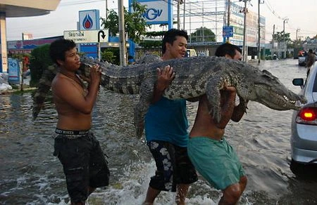 Hãi hùng cảnh cá sấu xổng chuồng trong lũ ở Thái Lan