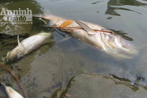 Cá chết hàng loạt, hồ Trúc Bạch tanh nồng