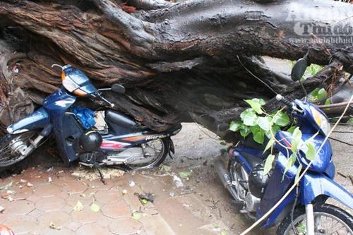 Mưa bão, Hà Nội đổ nhiều cây cổ thụ