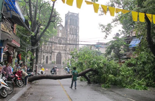 Xà cừ cổ thụ bật gốc đè bẹp nhà dân