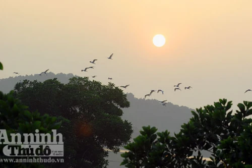 Ngắm vũ điệu cò trắng và hoàng hôn đỏ ở ngoại ô Hà Nội