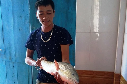 Ngư dân Quảng Bình câu được cá sủ vàng quý hiếm