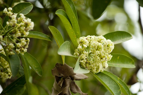 Ngắm những góc phố Hà Nội tràn ngập hoa sữa