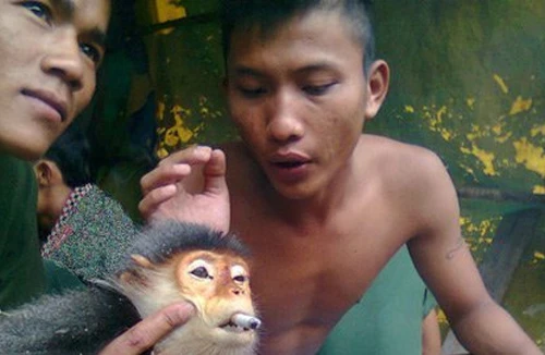 Xử lý nghiêm vụ giết hại voọc 