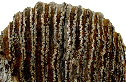 Phát hiện răng voi hóa thạch ở Tuyên Quang 