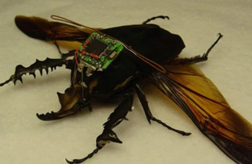 Biến côn trùng thành “điệp viên” 