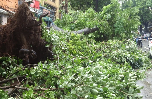 Đơn vị quản lý cây xanh vô cảm hay sợ trách nhiệm? 