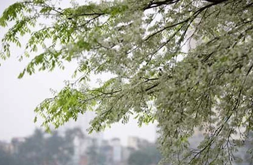 Chuyện phiếm với cây Sưa! 