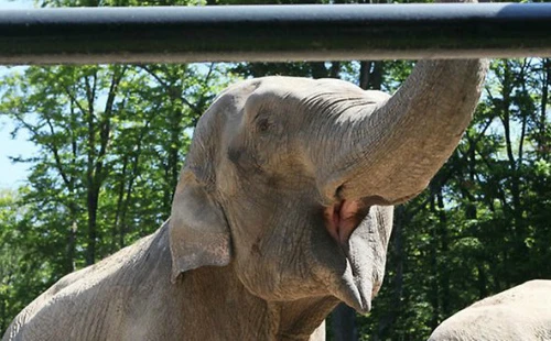 Voi Citta có thể “ngửi được mùi” của đội vô địch 