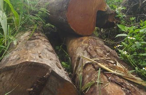 Bức bí... đầu ra