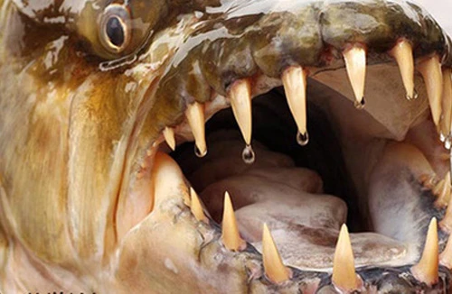 Quái thú hay ma cà rồng?