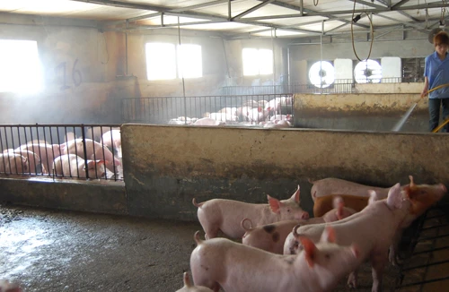 Chăn nuôi khó khăn, thức ăn vẫn tăng giá 