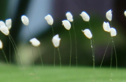 Hoa mọc trên tượng phật, có phải là hoa thần?