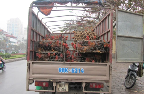 Tiêu hủy 2 tấn gà nhập lậu