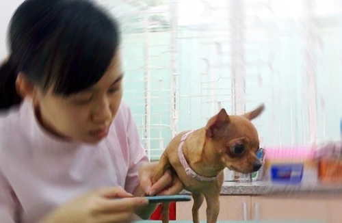 Dịch vụ “độc” hút khách 