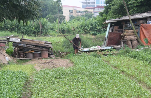 Bảo tồn húng Láng: Còn mấy ai mặn mà? 