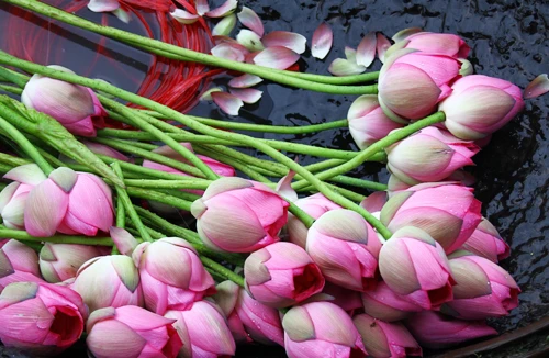 Duyên trà sen Tây Hồ