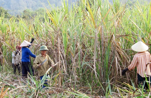 Nhiễu loạn thị trường đường 