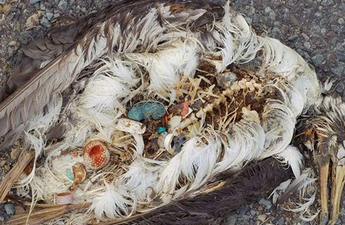 Hiểm họa từ rác thải nhựa 