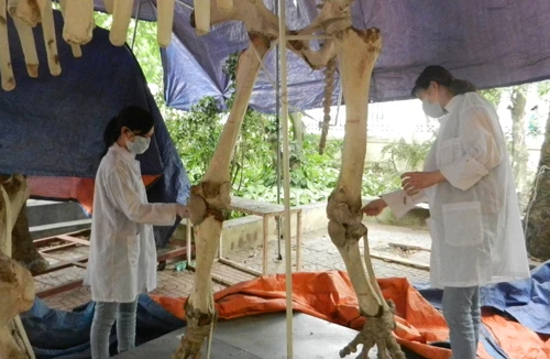 Bảo tàng Thiên nhiên Việt Nam "sống chung" với hóa chất độc hại