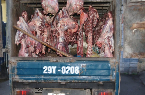 Phát hiện 3 vụ vận chuyển thịt bò lậu 