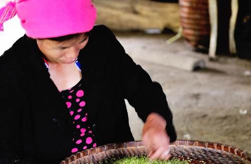 Lên đỉnh mây giăng thưởng cốm Tú Lệ 