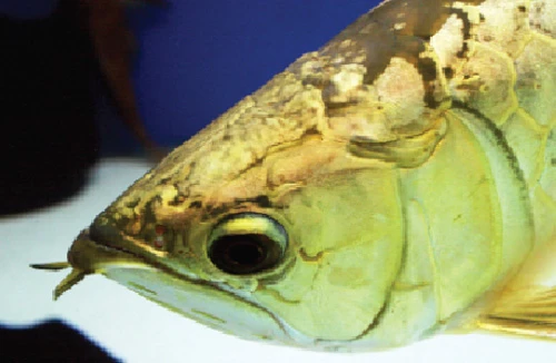 Huyền thoại cá Rồng