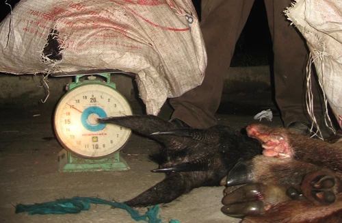 Nghẹt thở màn chặn bắt đường dây săn bắt, giết mổ động vật hoang dã