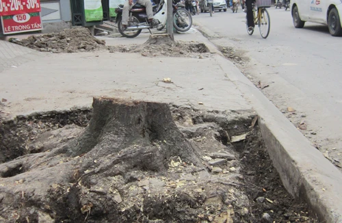 Gãy cành chặt cả cây