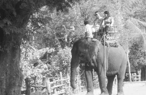 “Cầu may” bằng lông đuôi voi