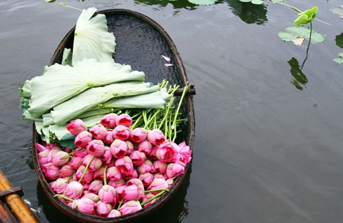 “Sen trong đời sống văn hóa Việt”