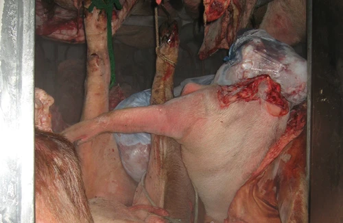 Nguy cơ dịch lợn tai xanh tại Hà Nội: Thành phố hô hào, xã vẫn thờ ơ 