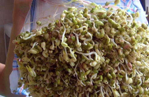 Nhiều mẫu giá đỗ nhiễm Asen 