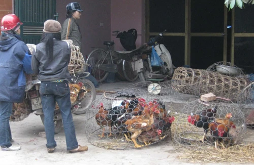 Gia cầm sống bán “vô tư” trên phố