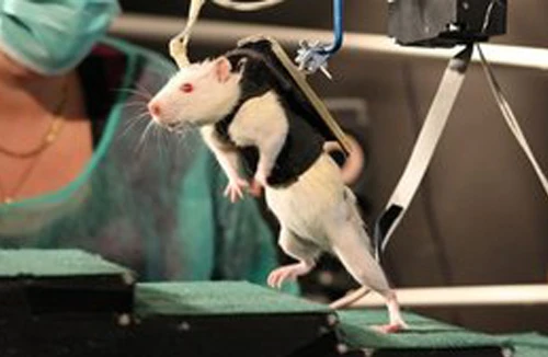 Hy vọng mới cho bệnh nhân bị liệt 