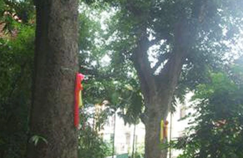 9 cây muỗm nghìn tuổi ở đền Voi Phục “kêu cứu”