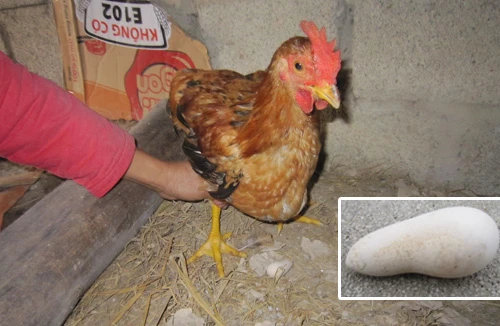 Gà trống đẻ trứng dài 15cm