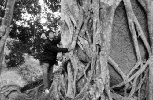 Về xứ Nghệ ngắm cây sanh “khủng” 