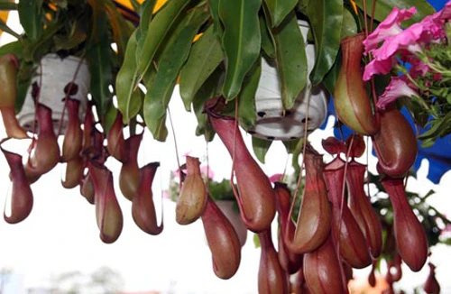 Chơi hoa ngày Tết theo phong thủy