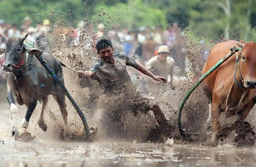 Về vùng Bảy Núi xem đua bò 